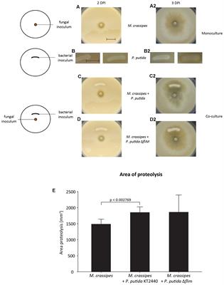 Effect of Organic Carbon and Nitrogen on the Interactions of Morchella spp. and Bacteria Dispersing on Their Mycelium